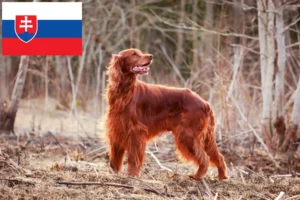 Read more about the article Irsk rød setter opdrættere og hvalpe i Slovakiet