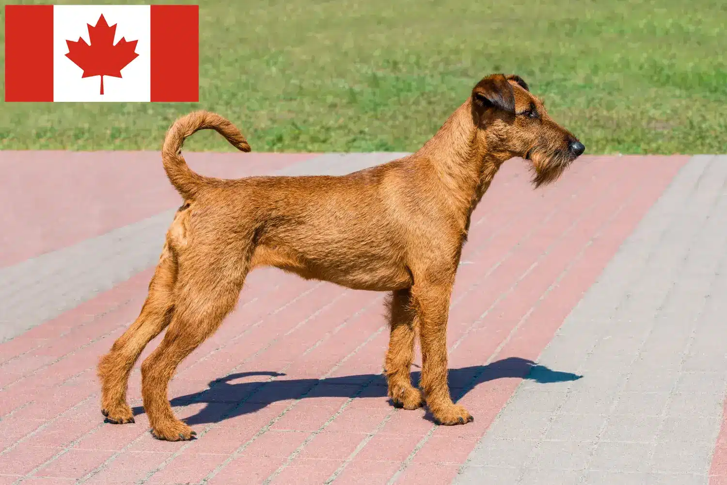 Irske terrierhvalpe og opdrættere Canada Find opdrættere af irsk terrier i Canada her.