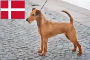 Read more about the article Opdrættere og hvalpe af irsk terrier i Danmark
