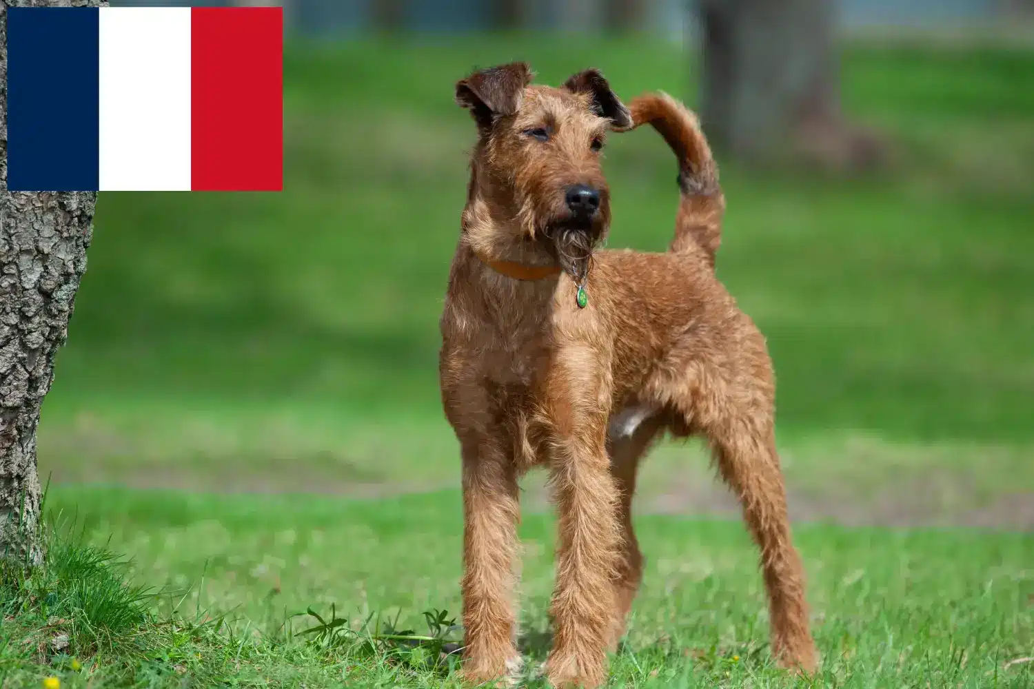 Irsk terrier hvalpe og opdrættere Frankrig Find opdrættere af irsk terrier i Frankrig her.