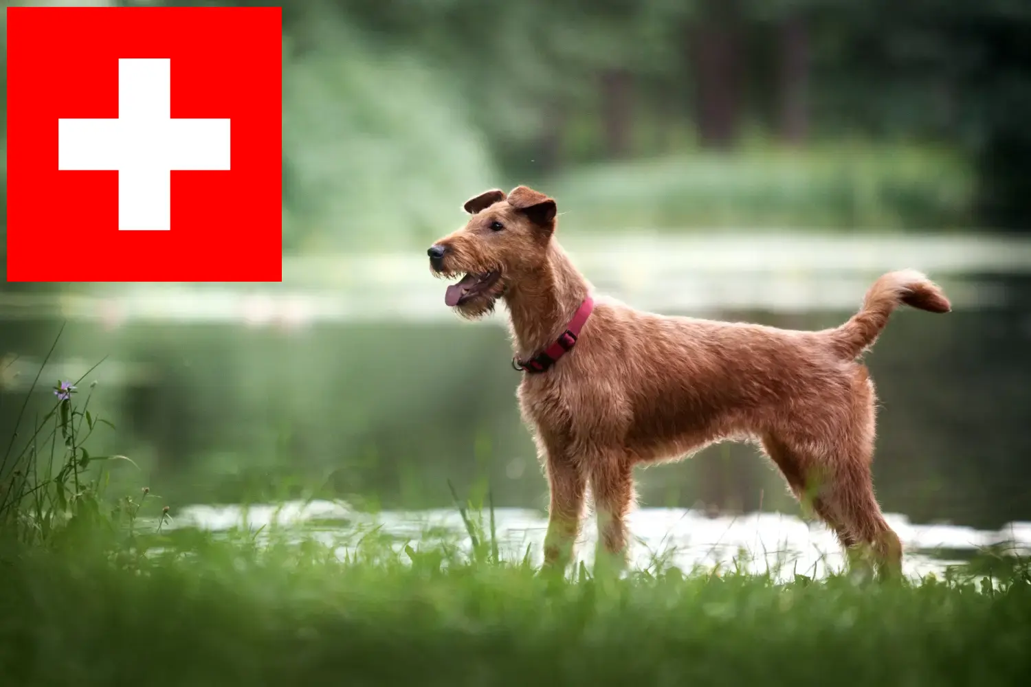 Irsk terrier hvalpe og opdrættere Schweiz Her kan du finde opdrættere af irske terriere i Schweiz.