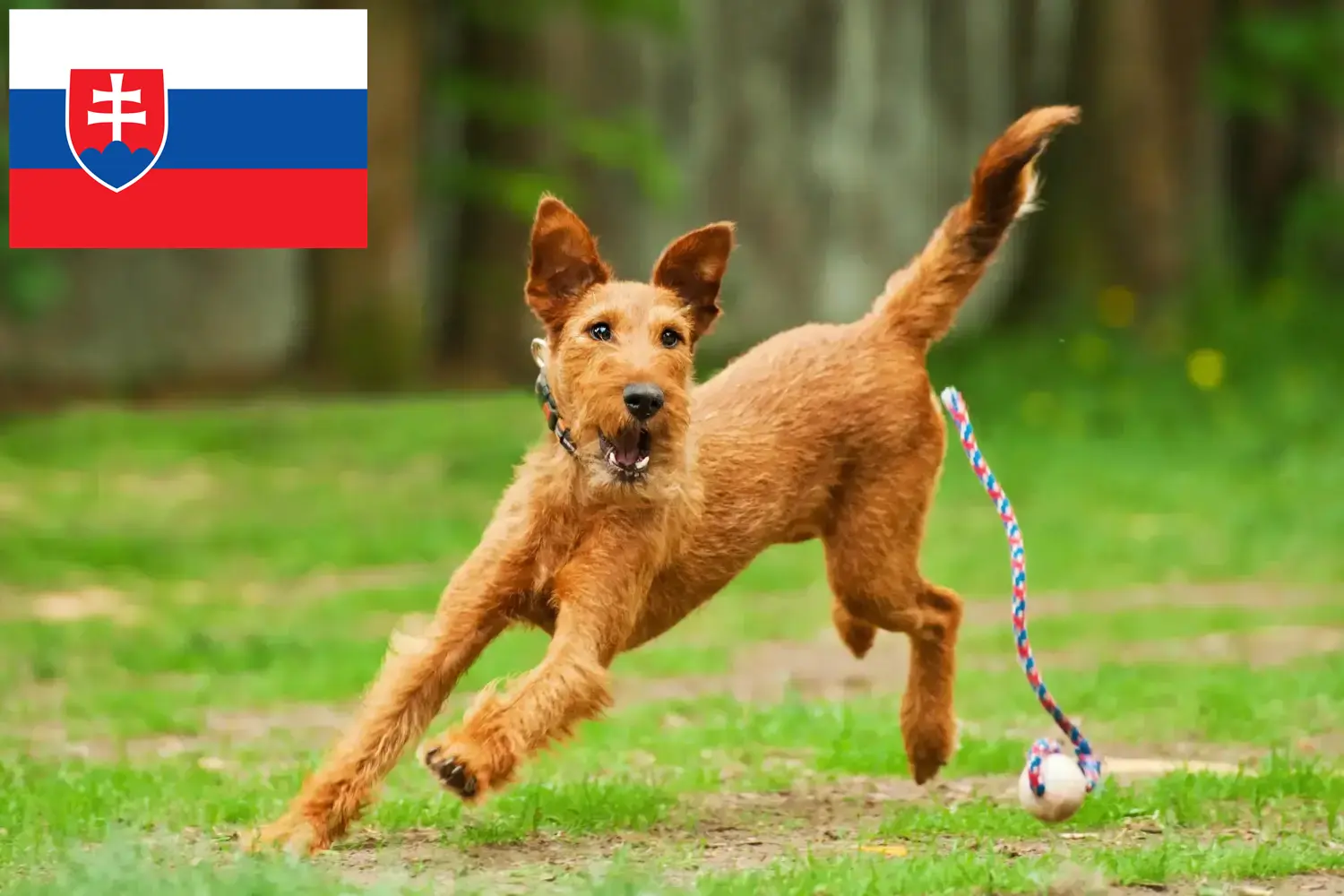 Irsk terrier hvalpe og opdrættere Slovakiet Find opdrættere af irsk terrier i Slovakiet her.