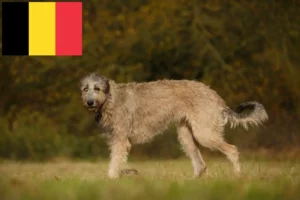 Read more about the article Opdrættere og hvalpe af irsk ulvehund i Belgien
