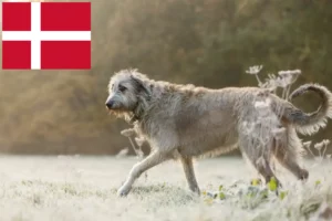 Read more about the article Opdrættere og hvalpe af irsk ulvehund i Danmark