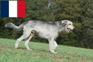 Read more about the article Opdrættere og hvalpe af irsk ulvehund i Frankrig