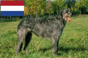 Read more about the article Irske ulvehundeopdrættere og hvalpe i Holland