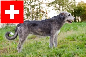 Read more about the article Irske ulvehundeopdrættere og hvalpe i Schweiz