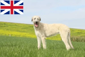 Read more about the article Opdrættere og hvalpe af irsk ulvehund i Storbritannien