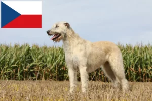 Read more about the article Opdrættere af irske ulvehunde og hvalpe i Tjekkiet