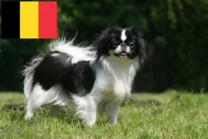 Read more about the article Japan Chin-opdrættere og hvalpe i Belgien