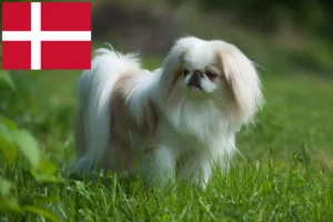 Read more about the article Japan Chin opdrættere og hvalpe i Danmark