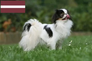 Read more about the article Japan Chin-opdrættere og hvalpe i Letland