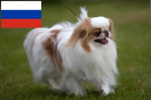 Read more about the article Japan Chin-opdrættere og hvalpe i Rusland