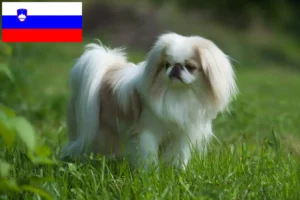 Read more about the article Japan Chin-opdrættere og hvalpe i Slovenien