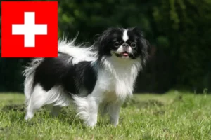 Read more about the article Japan Chin-opdrættere og hvalpe i Schweiz