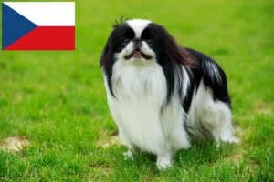 Read more about the article Japan Chin-opdrættere og hvalpe i Tjekkiet