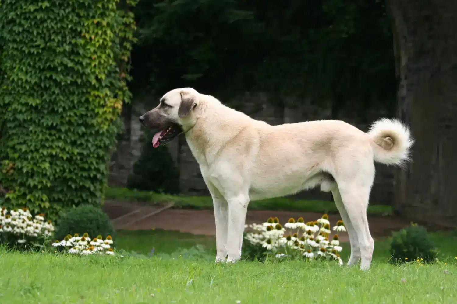 Kangal hvalpe og opdrættere Her kan du finde Kangals-opdrættere i nærheden af dig.