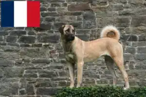 Read more about the article Kangal-opdrættere og hvalpe i Frankrig