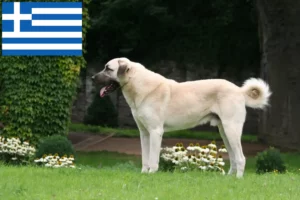 Read more about the article Kangal-opdrættere og hvalpe i Grækenland