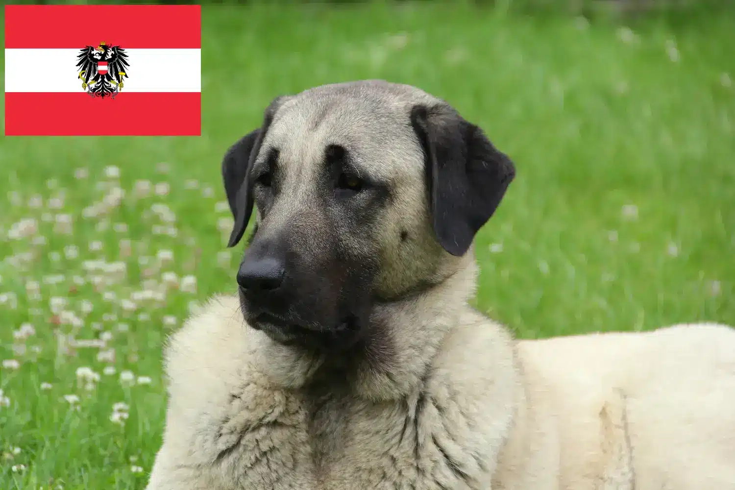 Kangal hvalpe og opdrættere Østrig Her kan du finde Kangals-opdrættere i Østrig.