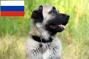 Read more about the article Kangal-opdrættere og hvalpe i Rusland
