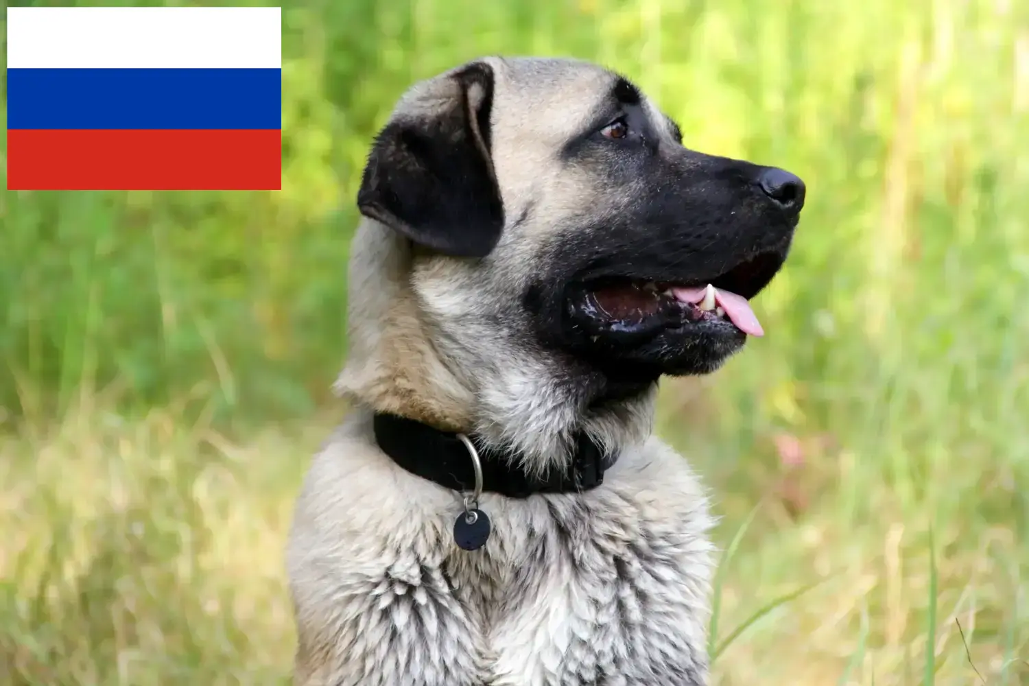 Kangal hvalpe og opdrættere Rusland Her kan du finde Kangals-opdrættere i Rusland.