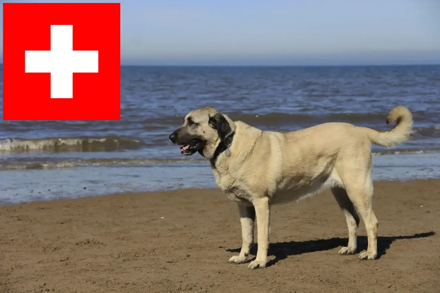 Kangal hvalpe og opdrættere Schweiz Her kan du finde Kangal-opdrættere i Schweiz.