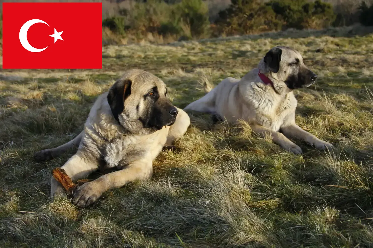 Kangal hvalpe og opdrættere Tyrkiet Her kan du finde Kangals-opdrættere i Tyrkiet.