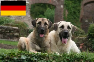 Read more about the article Kangal-opdrættere og hvalpe i Tyskland