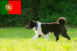 Read more about the article Karelsk bjørnehundeopdrætter og hvalpe i Portugal