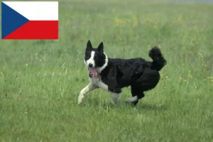 Read more about the article Opdrættere af karelske bjørnehunde og hvalpe i Tjekkiet