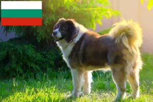 Read more about the article Kaukasisk hyrdehundeopdrætter og hvalpe i Bulgarien