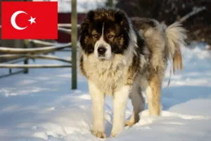 Read more about the article Opdrætter af kaukasisk hyrdehund og hvalpe i Tyrkiet