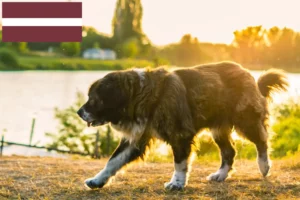 Read more about the article Opdrætter af kaukasiske hyrdehunde og hvalpe i Letland