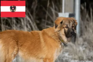 Read more about the article Kaukasisk hyrdehundeopdrætter og hvalpe i Østrig
