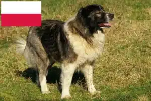 Read more about the article Kaukasisk hyrdehundeopdrætter og hvalpe i Polen