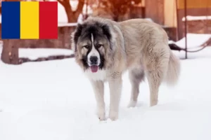 Read more about the article Kaukasisk hyrdehundeopdrætter og hvalpe i Rumænien