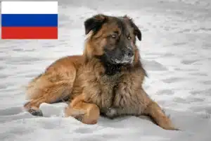 Read more about the article Opdrættere og hvalpe af kaukasiske hyrdehunde i Rusland
