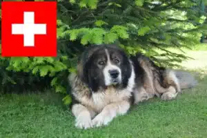 Read more about the article Kaukasisk hyrdehundeopdrætter og hvalpe i Schweiz