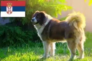 Read more about the article Kaukasisk hyrdehundeopdrætter og hvalpe i Serbien