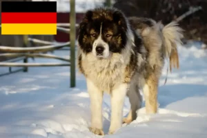 Read more about the article Kaukasisk hyrdehundeopdrætter og hvalpe i Tyskland