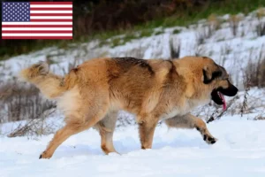 Read more about the article Opdrættere af kaukasiske hyrdehunde og hvalpe i USA