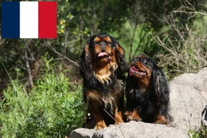 Read more about the article King Charles Spaniel-opdrættere og hvalpe i Frankrig