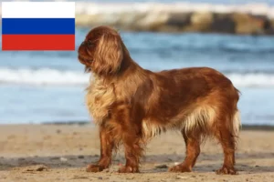 Read more about the article King Charles Spaniel-opdrættere og hvalpe i Rusland