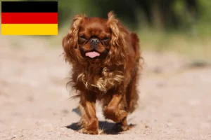 Read more about the article King Charles Spaniel-opdrættere og hvalpe i Tyskland