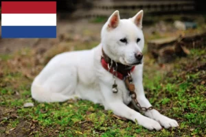 Read more about the article Kishu-opdrættere og hvalpe i Holland