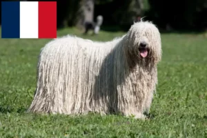 Read more about the article Komondor-opdrættere og hvalpe i Frankrig