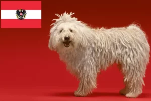 Read more about the article Komondor-opdrættere og hvalpe i Østrig