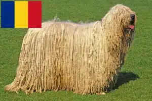 Read more about the article Komondor-opdrættere og hvalpe i Rumænien