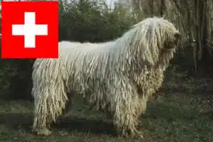 Read more about the article Komondor-opdrættere og hvalpe i Schweiz